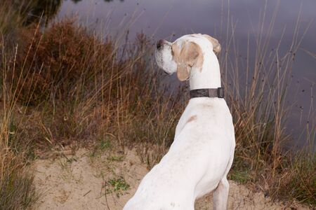 dog on sand beach lake looking aside copy space outdoor