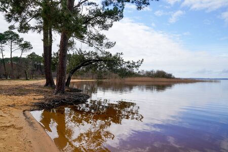 biscarrosse sand beach tree reflection water in landes france