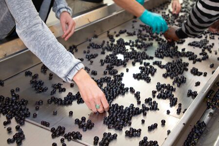 person hand sorting the grapes in steel modern winery machine with red grapeの写真素材