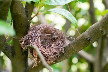 Bird nest empty in branch tree on spring green background blurred