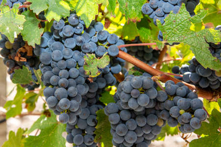 Bunch of blue red bordeaux grapes hanging on vineyard