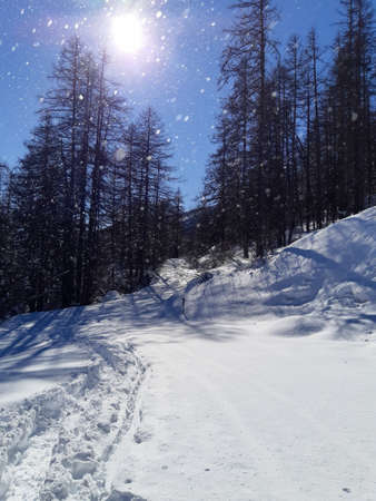 Winter white pine forest with snow in mountain with sun for Christmas background