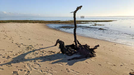 driftwood wood tree trunk floats on the beachの写真素材