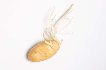 germinating sprouted potato with curvy roots placed on table white backgroundの写真素材