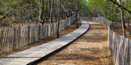 pathway beach access in pine coast forest on southwest seacoast Franceの写真素材