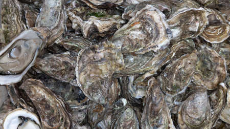 open fresh oysters top view background