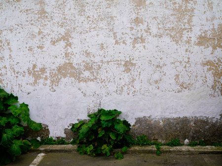 white plaster cement wall at the edge of the street with wild grass growing asphalt road texture backgroundの写真素材