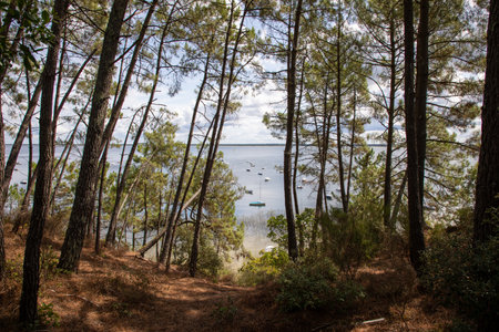 Lake water and trees wild natural forest in French Maubuisson Carcans on Gironde Aquitaineの写真素材