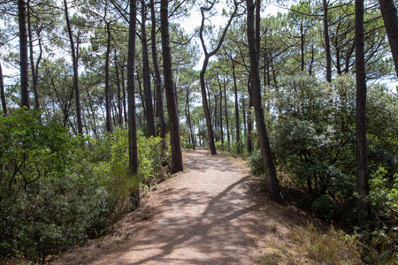path in the woods Maubuisson Carcans pine forest way road in summer dayの写真素材