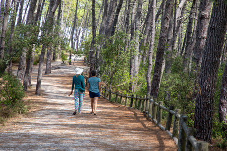 two women person walking in the pine tree forest at morningの写真素材