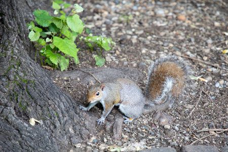 squirrel in an urban park at the bottom of a tree