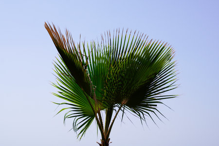Top of a Tall tree Fan Palm with Fresh Small Leaves palm tree against blue skyの写真素材