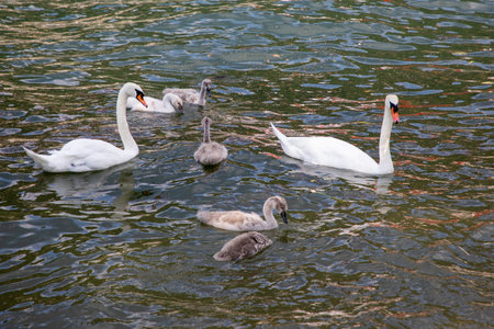 family white swan on background of the water surface on river with their babies cygnetsの写真素材