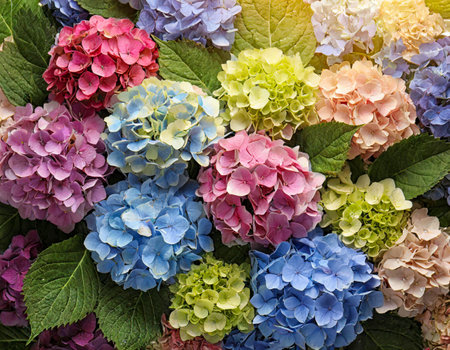 Beautiful colorful hydrangea flowers for wallpaper backgroundの素材