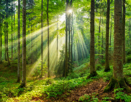 Forest panorama interior green with sun rays light in bright morningの素材