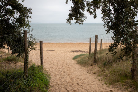 beach access water trees in atlantic ocean oleron islandの写真素材