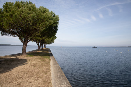 Lake coast water natural beach in Carcans Medoc with tree on pontoon on Gironde Aquitaineの写真素材