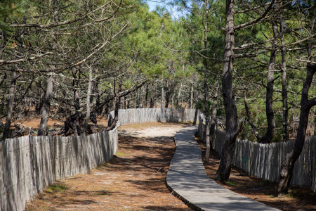 Wooden sand pathway pines forest access to coast in lege cap-ferret sea atlantic beach in gironde franceの写真素材