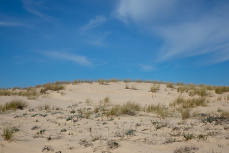 Sandy wooden dunes natural in summer to beach le grand crohot in lege cap ferret sea atlantic coast in southwest gironde franceの写真素材