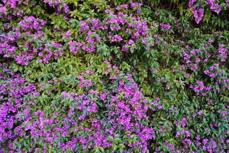 background field of purple flowers in gardening outdoor conceptの写真素材