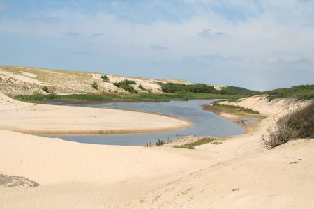 natural reserve of the cours d'huchet beach in landes moliets village in southwest franceの写真素材