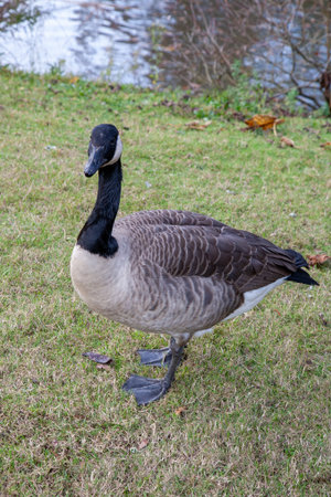 canada goose on a green grass name branta canadensisの写真素材