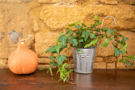 background small gourd and potted ivy against a rustic yellow stone wallの写真素材