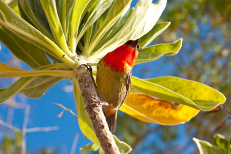 Red birdの写真素材
