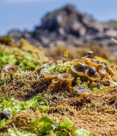 Close up algae and foam