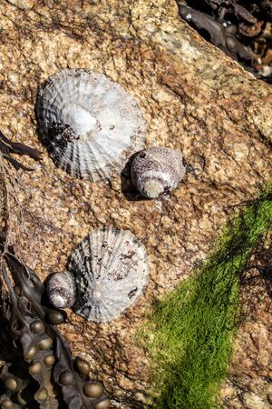 close up seashells on a rockの写真素材