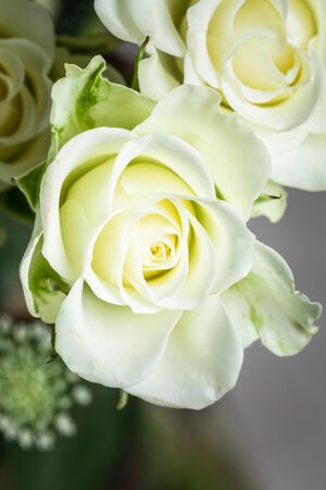 close-upの写真素材