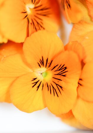 orange and blackの写真素材