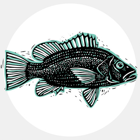 Vector drawing of freshwater fish with fins, underwater life illustration. Organic seafood graphic symbol isolated on white.のイラスト素材