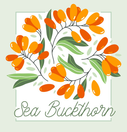 Fresh delicious ripe sea buckthorn berries vector flat illustration isolated on white, natural diet food vegetation tasty eating, forest wild berries series.のイラスト素材