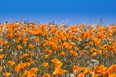 A hillside of  California Poppiesの写真素材