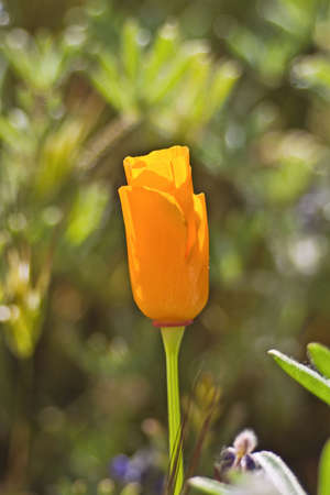 California poppy の写真素材