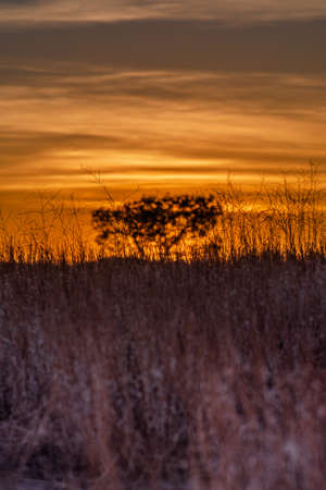 Seeing the sunset through dried grassの写真素材