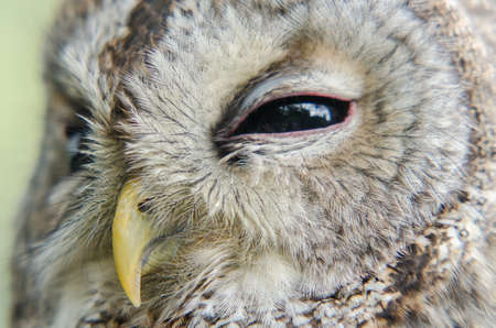 Tawny owlの写真素材