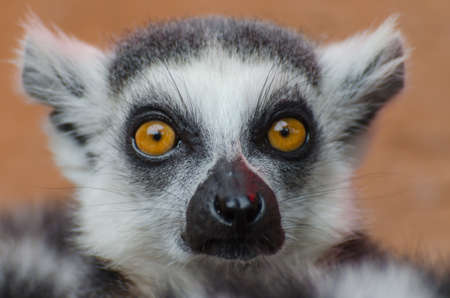 Ring-tailed lemurの写真素材
