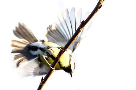 Tomtitの写真素材