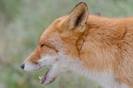 Portrait of a foxの写真素材
