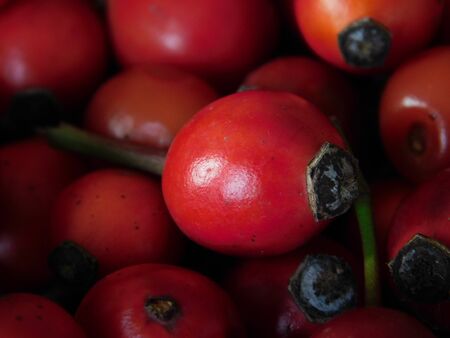 Rosehips closeup background