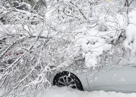 Branches with fallen snow on a parked white carの写真素材