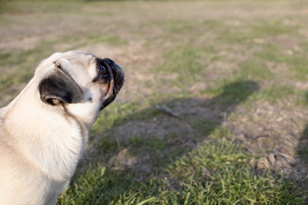 Little dog attending the explanations and waiting for his prizeの写真素材
