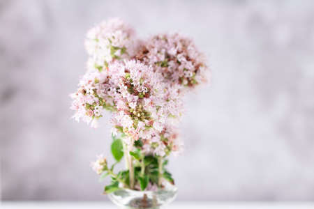 Bouquet of blooming oregano in a glass vase. Photograph of oregano in bloom. Flower photography and decorationの写真素材