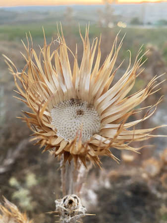 Dry cotton thistle in summer at sunset. Photography of flowers with thorns and dried
