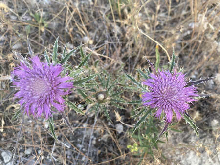 Purple thistle with sunset light. Wild flower photography with spikes