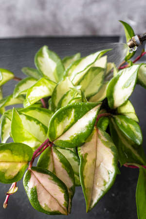 Crimson queen or hoya carnosa tricolor, pet friendly climbing and hanging plant. Indoor plant photographyの写真素材