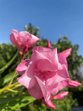 Pretty pink oleander flowers with the blue sky in the background. Flower photography