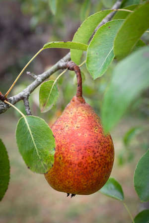 Branch of a pear tree with ripening pearsの写真素材